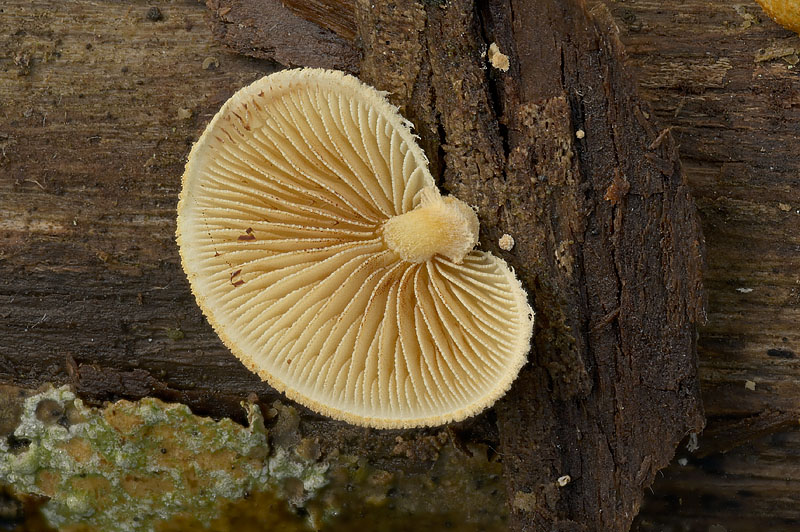 Pleuroflammula ragazziana